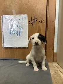 A baby small-sized male Jack Russell Terrier dog named Tate for adoption in Welling, OK