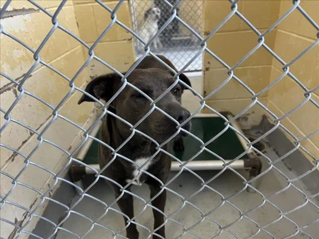 A young medium-sized male Pit Bull Terrier dog named Cocacola for adoption in Tulsa, OK