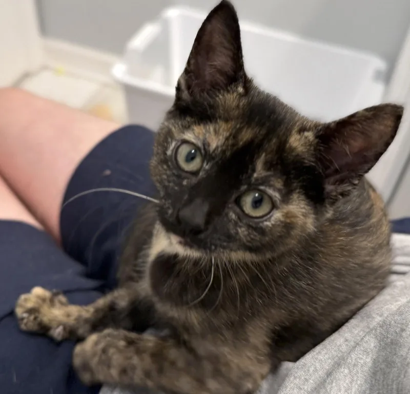 A young medium-sized female Domestic Short Hair cat named Portia for adoption in St. Cloud, FL