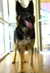 An adult large-sized male Bicolor German Shepherd Dog dog named Henry for adoption in Brookfield, CT