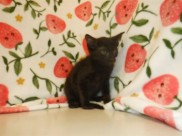 A baby small-sized male Domestic Short Hair cat named Ember for adoption in San Jose, CA