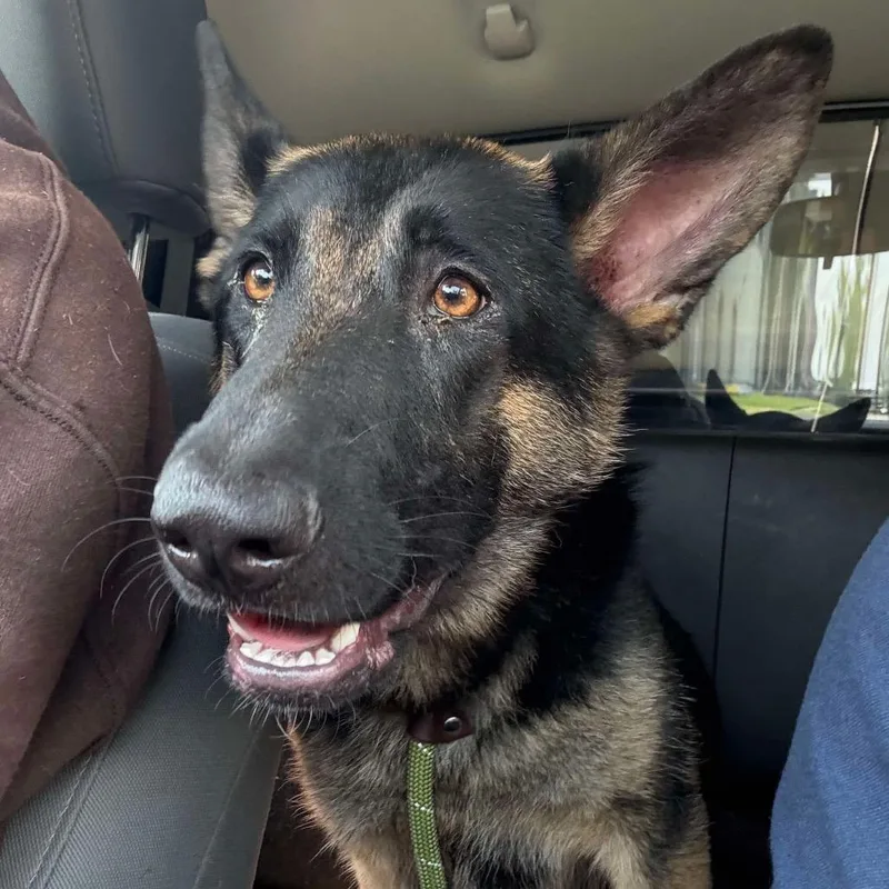 An adult large-sized female Black German Shepherd Dog dog named Scarlett for adoption in Parkersburg, WV