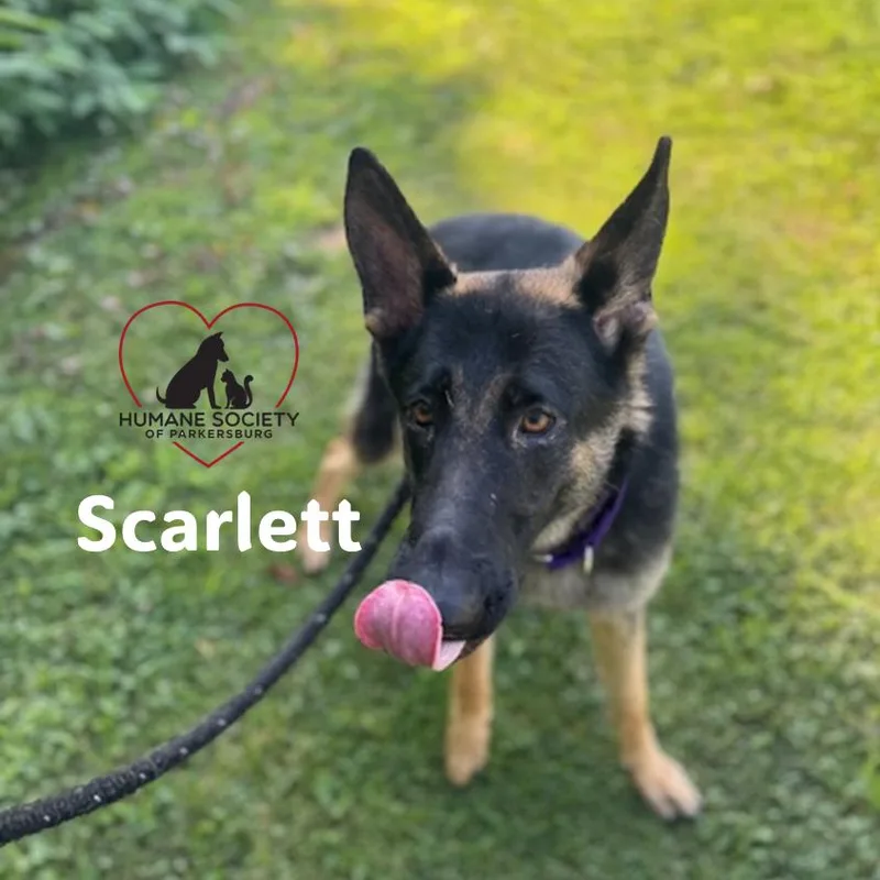 Scarlett thumbnail 2