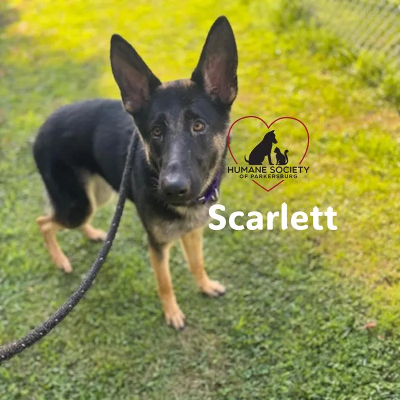 Scarlett thumbnail 3