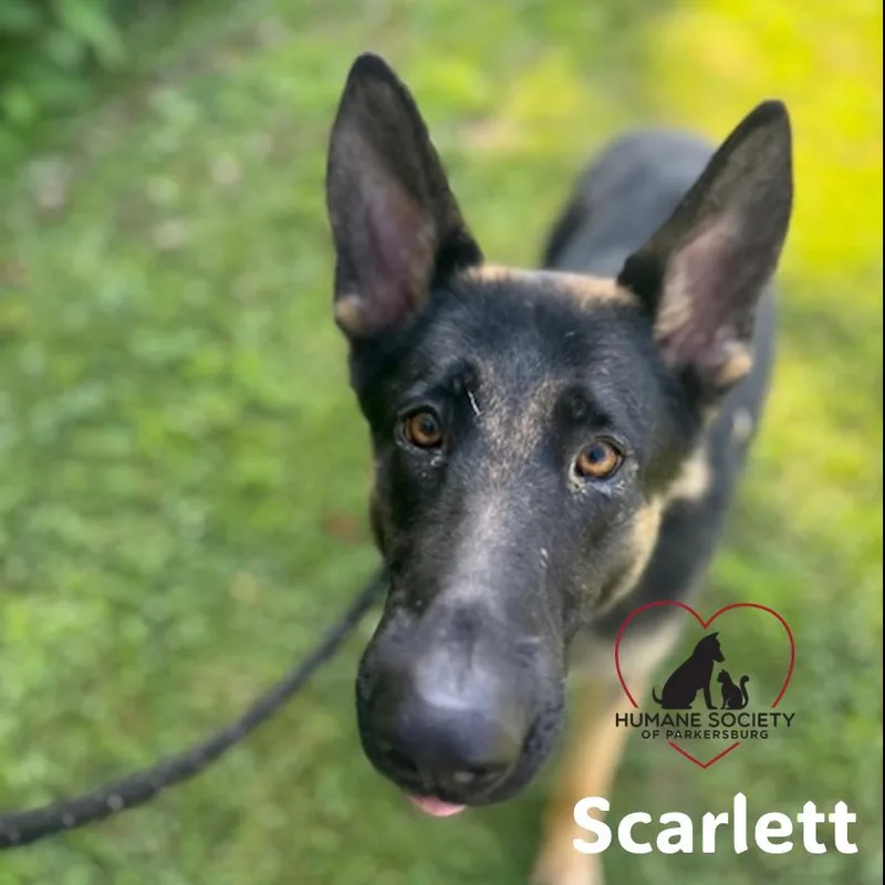 Scarlett thumbnail 4