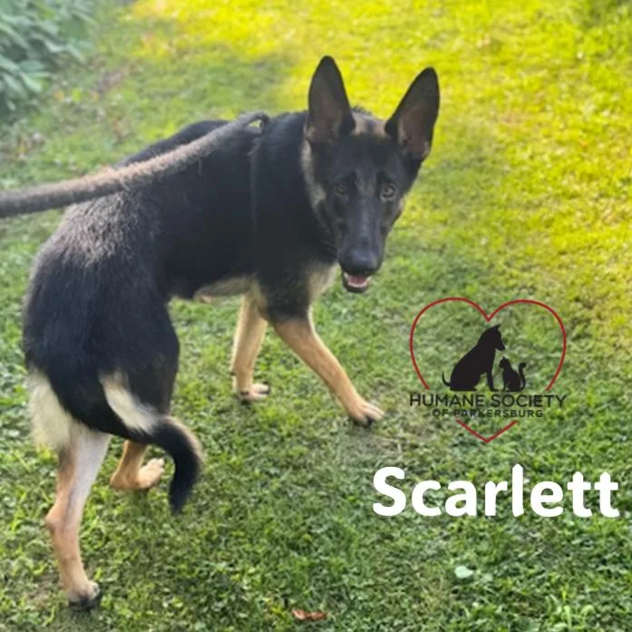 Scarlett thumbnail 5