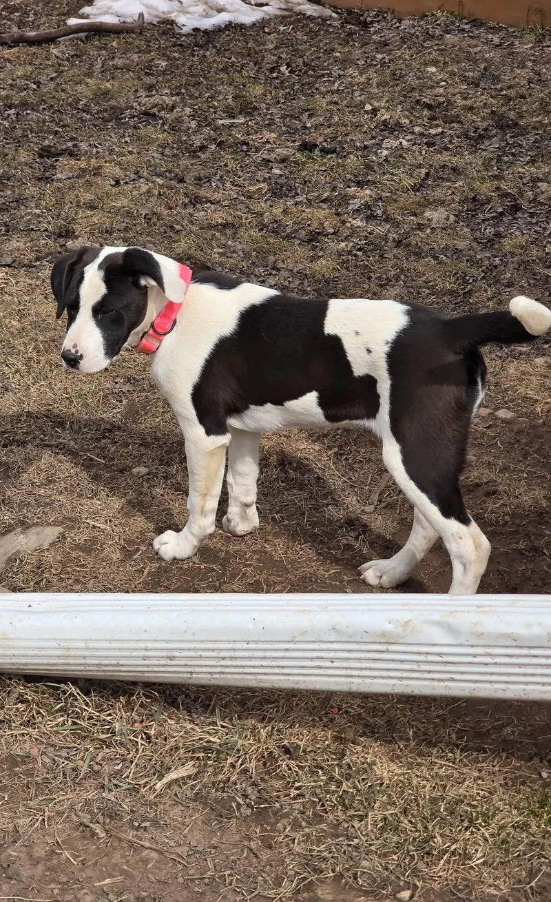 Kingsley thumbnail 2