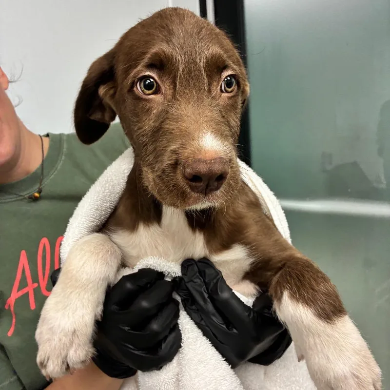 A baby medium-sized male Brown / Chocolate German Wirehaired Pointer dog named Graham for adoption in Abilene, TX