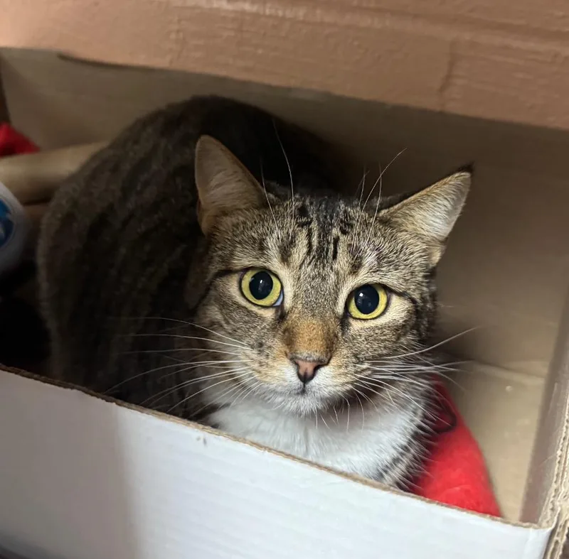 An adult medium-sized female Domestic Short Hair cat named Ginny for adoption in Olean, NY
