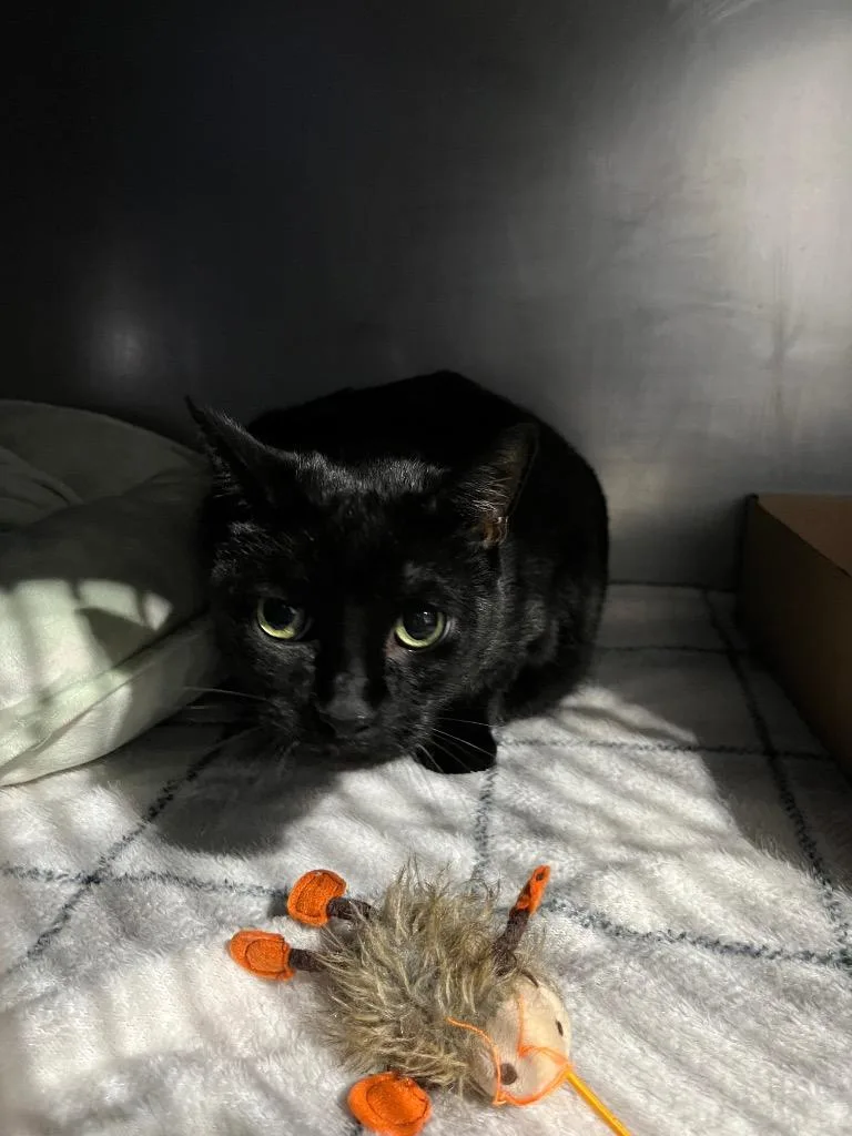 An adult medium-sized male Domestic Short Hair cat named Shadow front declawed for adoption in Pierceton, IN