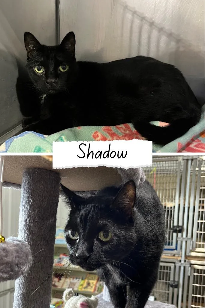 Shadow front declawed thumbnail 2