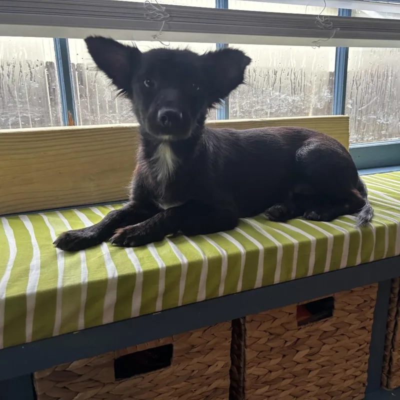 An adult small-sized female Black Dachshund (Miniature Long Haired) dog named Roxy for adoption in San Antonio, TX