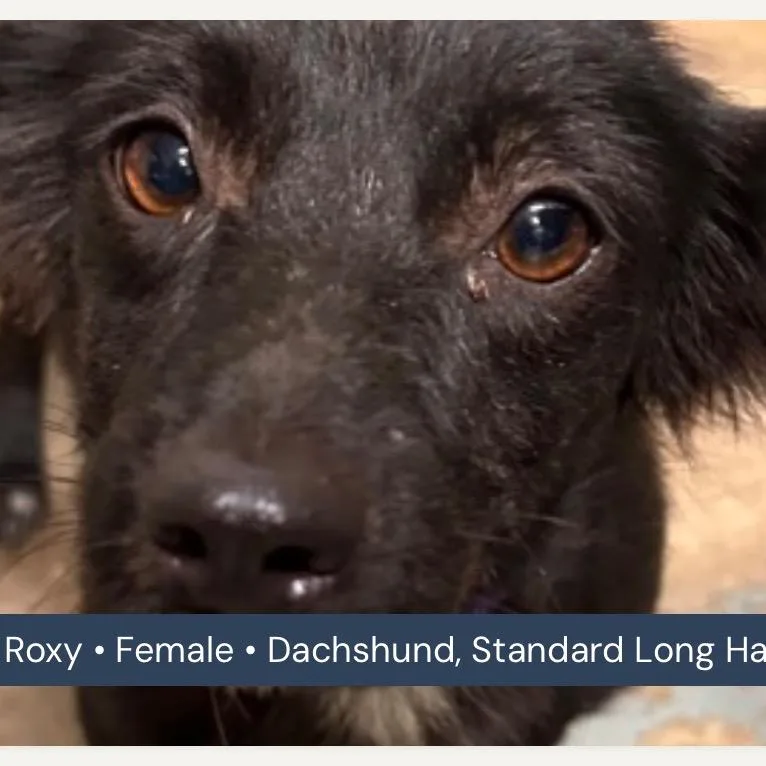 Roxy thumbnail 3