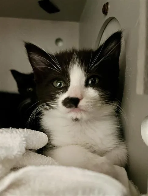 A baby small-sized female Domestic Short Hair cat named Charm for adoption in San Francisco, CA