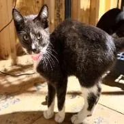 Maggie