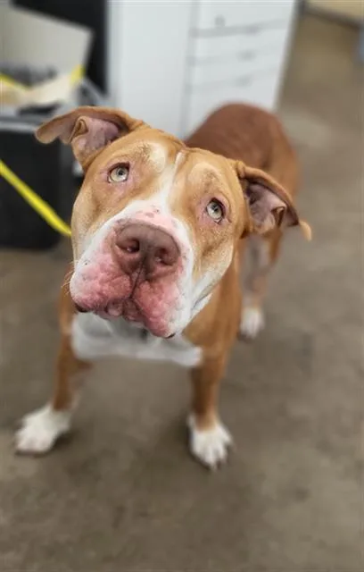 An adult large-sized female Mixed Breed dog named Poppy for adoption in Dallas, TX
