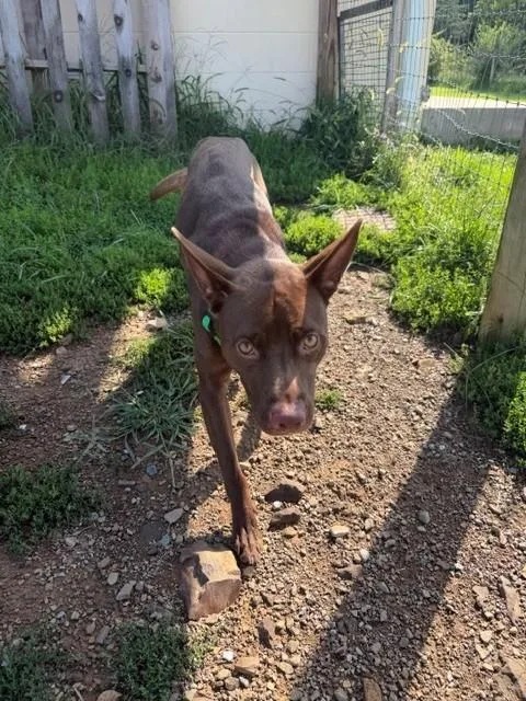 An adult medium-sized male Brown / Chocolate Australian Kelpie dog named Yoda for adoption in Augusta, WV