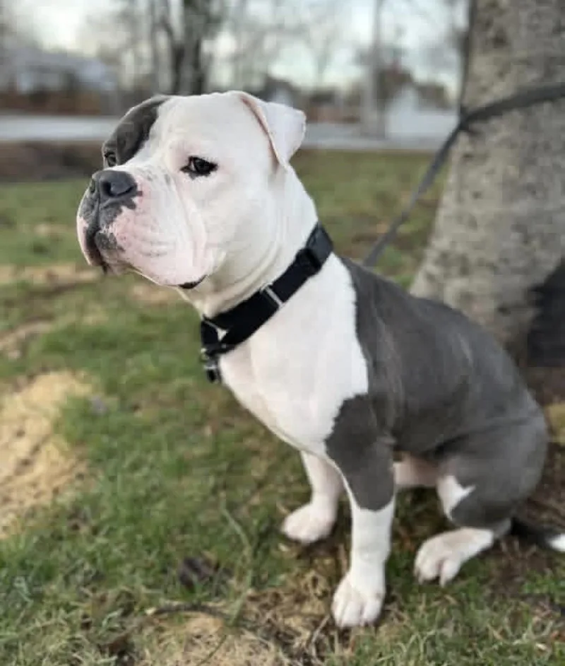 An adult large-sized male White / Cream Mixed Breed dog named Marty FKA Seven for adoption in Vassalboro, ME