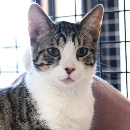 A young medium-sized male Brown / Chocolate Domestic Short Hair cat named Ravioli for adoption in Las Vegas, NV