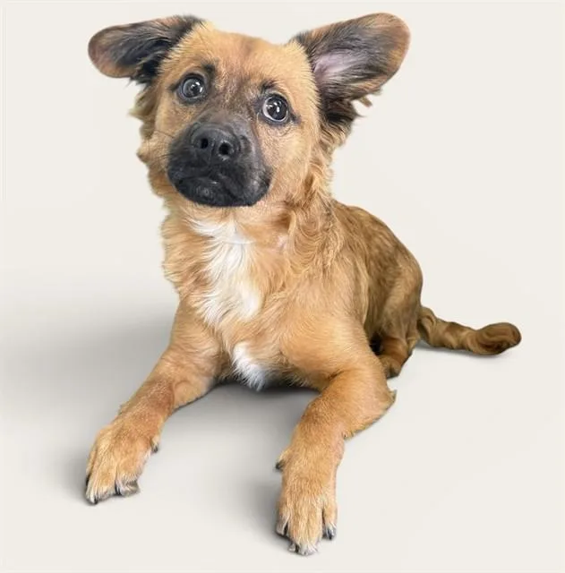 A young medium-sized male Terrier dog named Chico for adoption in Agoura, CA
