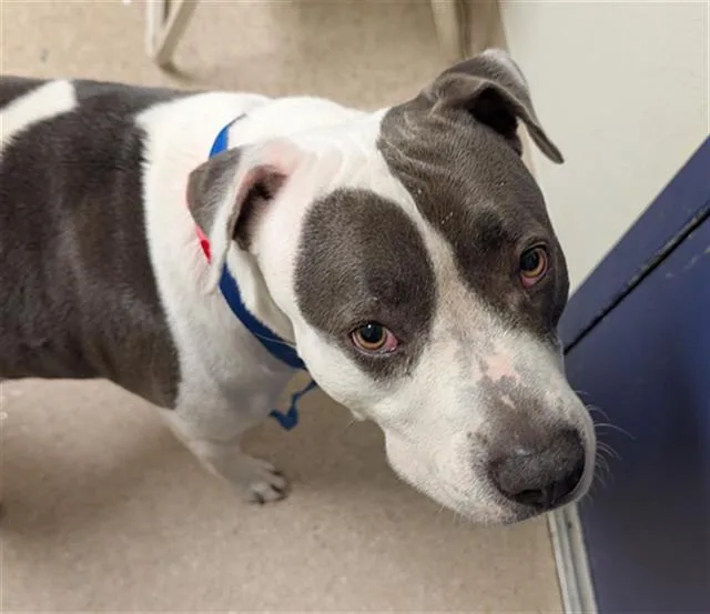 An adult large-sized female Pit Bull Terrier dog named Dottie for adoption in Bakersfield, CA