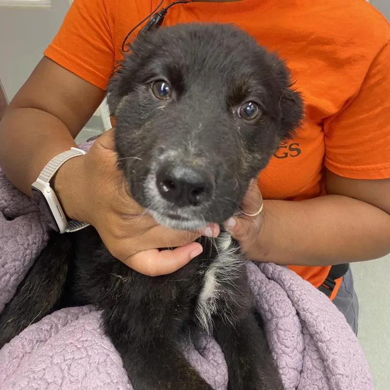 A baby small-sized male Black German Shepherd Dog dog named Zipper for adoption in Westminster, CA