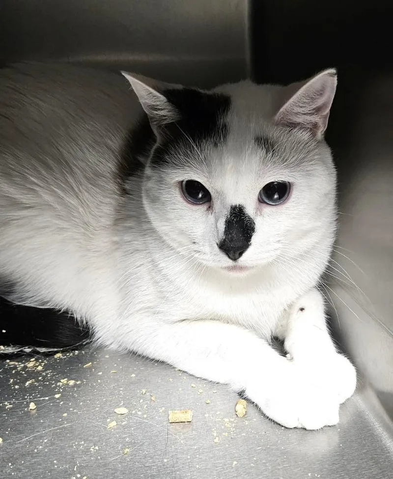 A young medium-sized male Domestic Short Hair cat named Opie for adoption in Ogden, UT