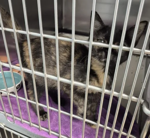 A baby small-sized female Domestic Short Hair cat named Suburban for adoption in Decatur, IL