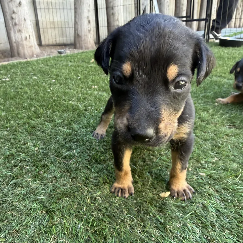 A baby medium-sized male Black German Shepherd Dog dog named Bagel for adoption in Santa Monica, CA