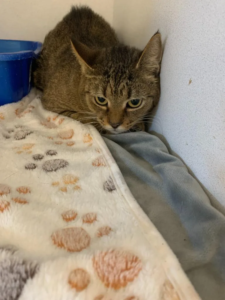 A young medium-sized female Domestic Short Hair cat named Kit for adoption in New Kensington, PA