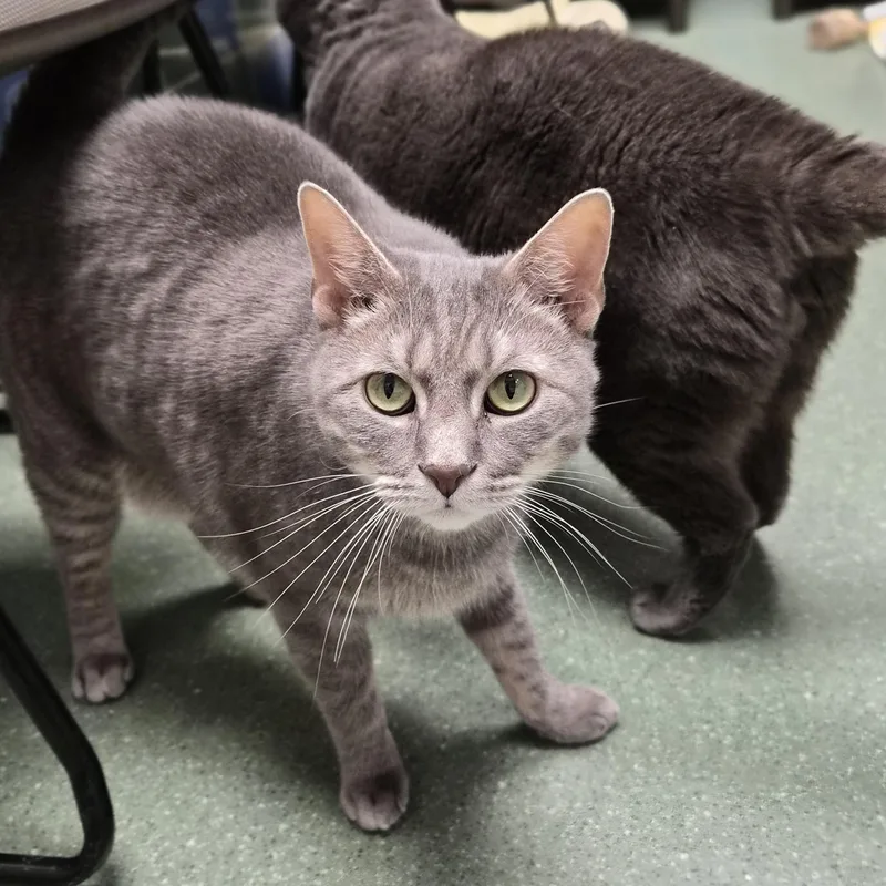 An adult large-sized male Tabby (Gray / Blue / Silver) Domestic Short Hair cat named Thor for adoption in Cornelius, NC