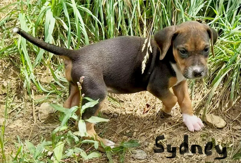 Sydney thumbnail 3
