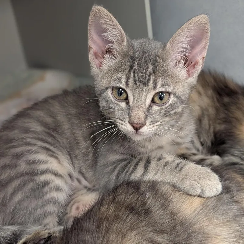 A baby small-sized female Gray / Blue / Silver Domestic Short Hair cat named Emerald for adoption in Buchanan Dam, TX