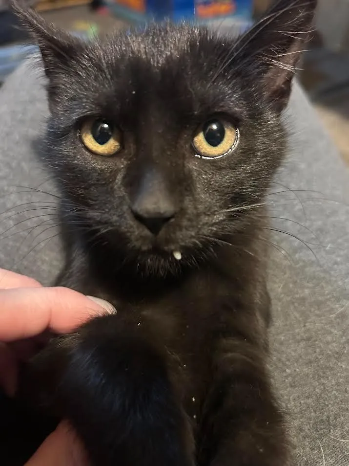 A baby medium-sized female Domestic Medium Hair cat named Binx for adoption in Logan, UT