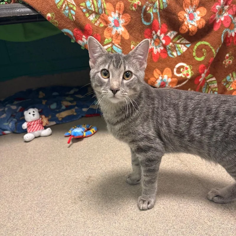 A baby medium-sized male Domestic Short Hair cat named Poblano for adoption in Fredericksburg, VA