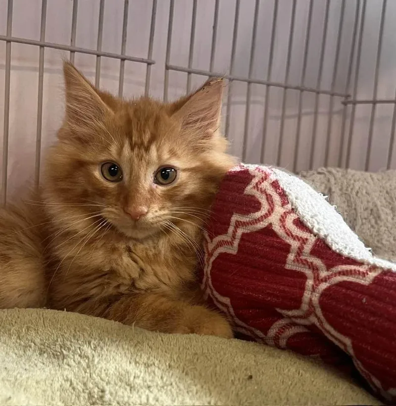 A baby medium-sized male Tabby (Orange / Red) Domestic Medium Hair cat named Mufasa for adoption in Cleveland, OH