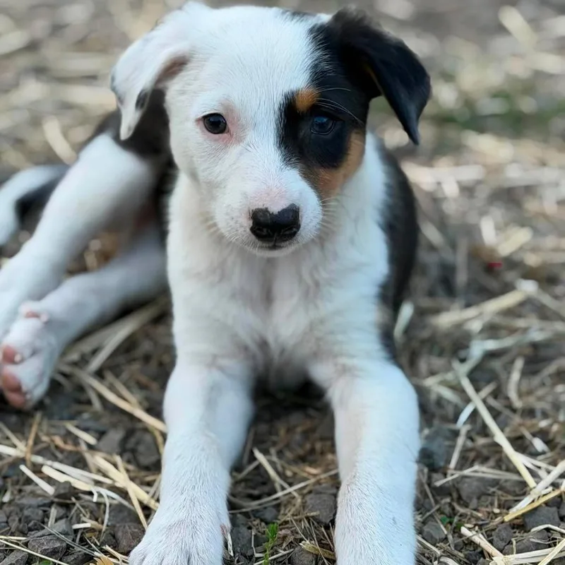 A baby medium-sized female Mixed Breed dog named Pickles for adoption in Centralia, WA
