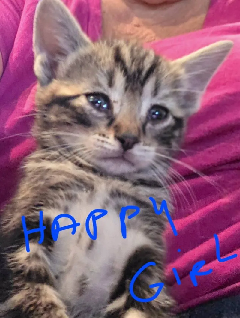 A baby medium-sized female Tabby (Gray / Blue / Silver) Domestic Short Hair cat named Mercury for adoption in Philadelphia, PA
