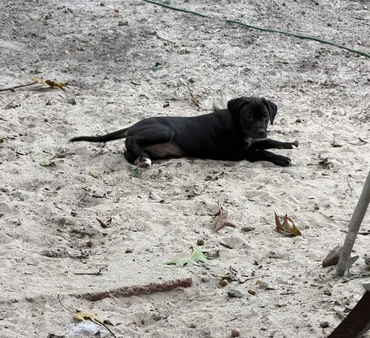A baby medium-sized female Terrier dog named Morticia for adoption in Berlin, NJ