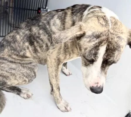 A young large-sized female Labrador Retriever dog named A for adoption in Houston, TX