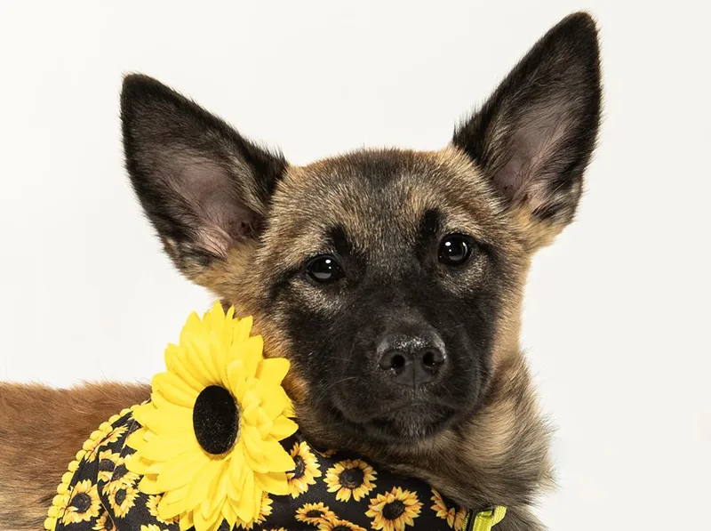 A baby medium-sized female Sable German Shepherd Dog dog named Cammie for adoption in Cookeville, TN