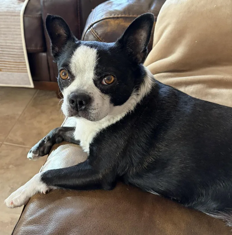 A young medium-sized female Boston Terrier dog named Gracie for adoption in Scottsdale, AZ
