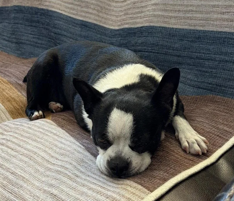 Gracie thumbnail 2