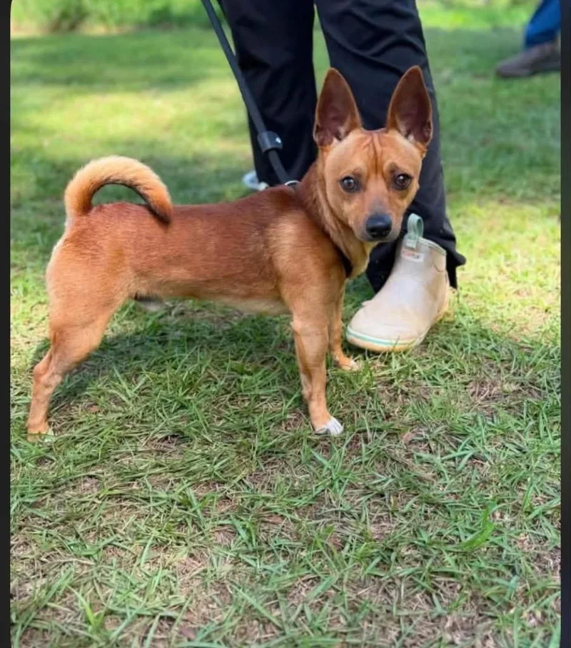 A baby small-sized male Chihuahua dog named Pookie for adoption in Port Jervis, NY