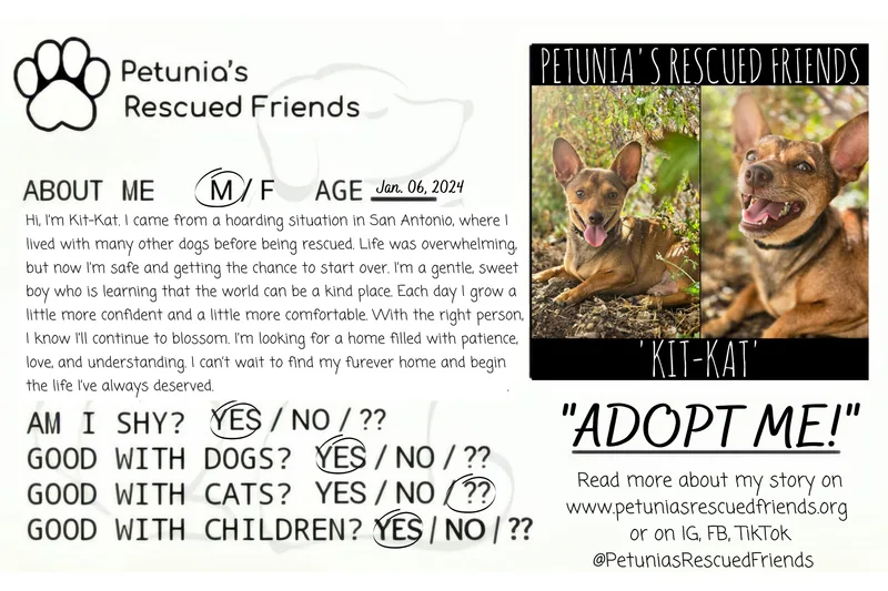 An adult small-sized male Chihuahua dog named Kitkat for adoption in Castroville, TX