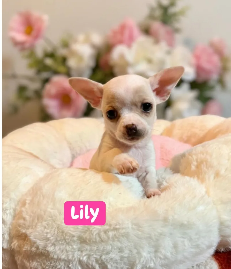 A baby small-sized female Chihuahua dog named Lily for adoption in Berlin, NJ