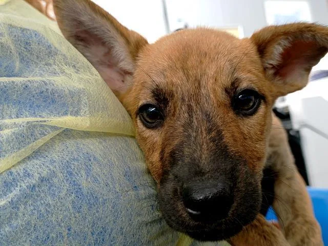 A baby medium-sized male Mixed Breed dog named Claude for adoption in Dallas, TX