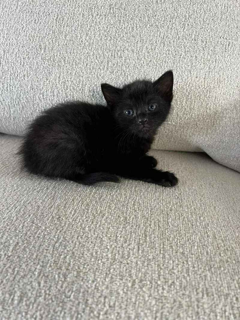 Nori Ched thumbnail 2