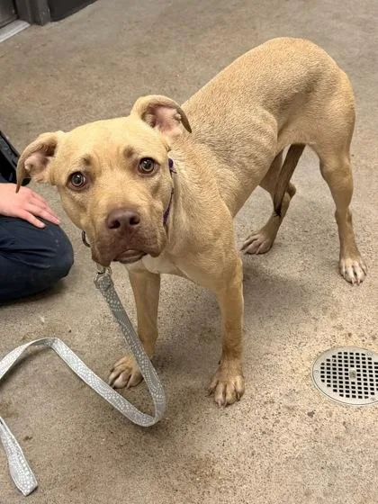 A young medium-sized female Yellow / Tan / Blond / Fawn Pit Bull Terrier dog named Solstice for adoption in Cleveland, OH