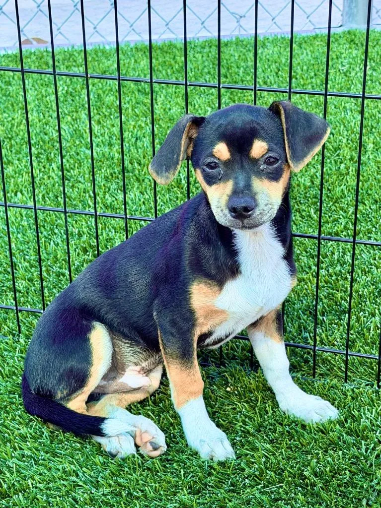 A baby small-sized male Chihuahua dog named Billie for adoption in Cape Coral, FL